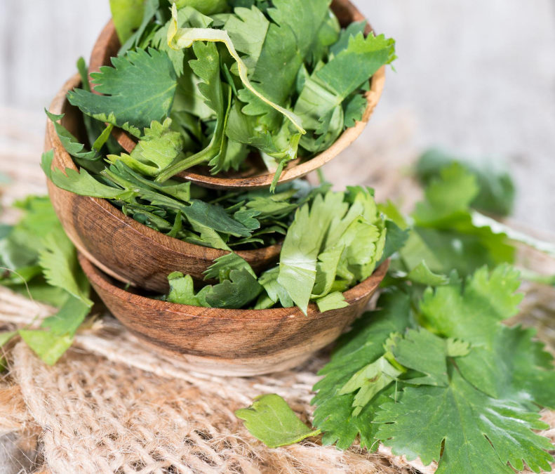 Cilantro – Un ingrediente muy caribeño
